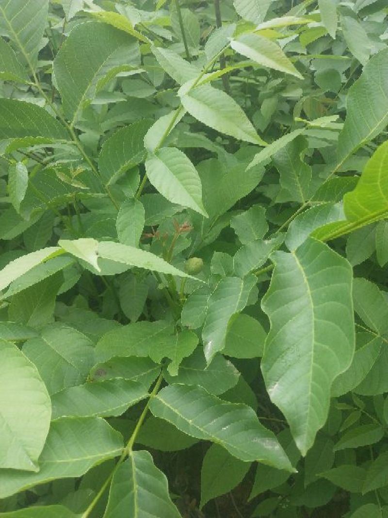核桃苗1~2年50~100cm