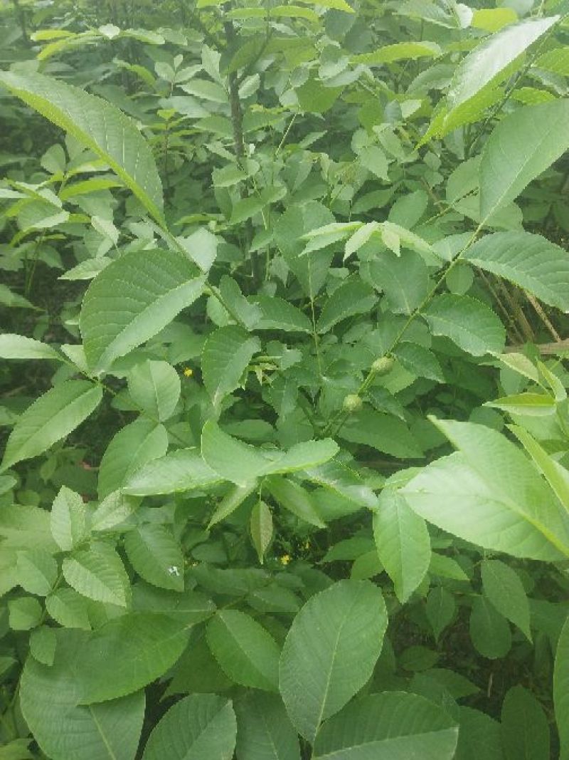核桃苗1~2年50~100cm
