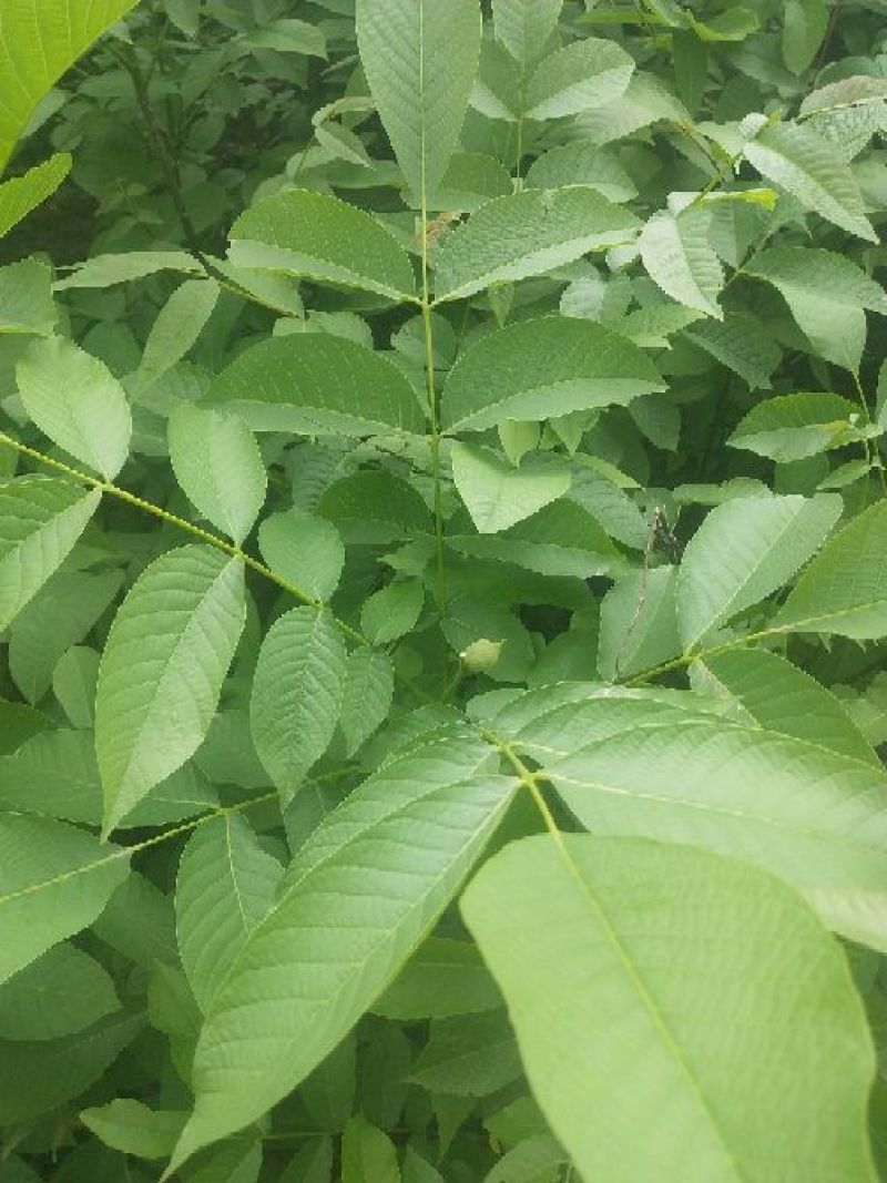 核桃苗1~2年50~100cm