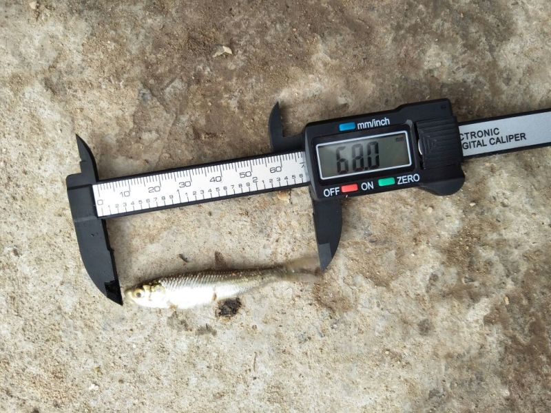 8-10厘米银鳕鱼鱼苗丨淡水鳕鱼苗优选种苗全国发货