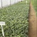 菊花苗