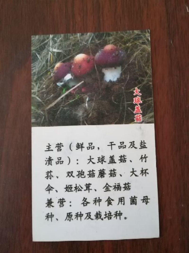 大球盖菇酒红菇菌种，研究所专业研发，免费提供技术指导，