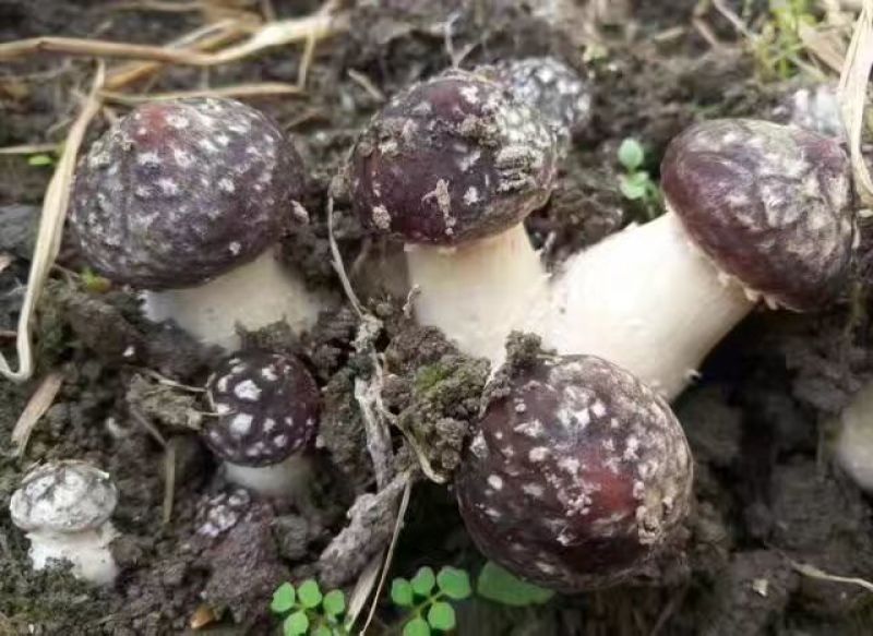 大球盖菇酒红菇菌种，研究所专业研发，免费提供技术指导，