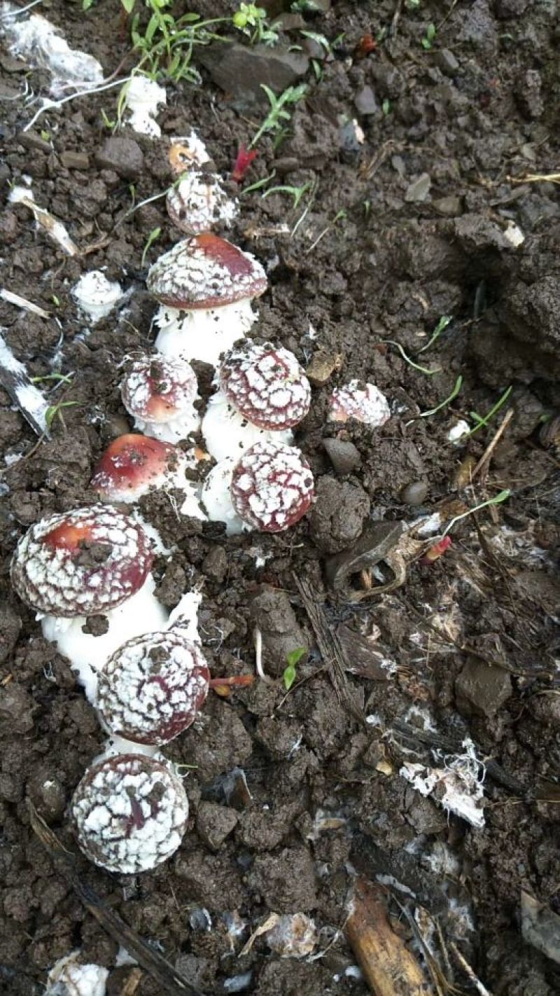 大球盖菇酒红菇菌种，研究所专业研发，免费提供技术指导，