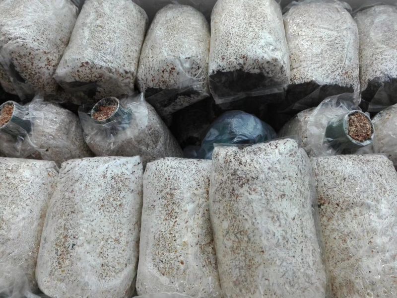 大球盖菇酒红菇菌种，研究所专业研发，免费提供技术指导，