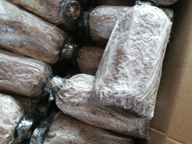 大球盖菇酒红菇菌种，研究所专业研发，免费提供技术指导，