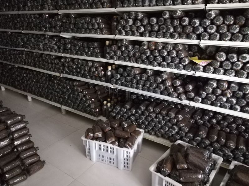 大球盖菇酒红菇菌种，研究所专业研发，免费提供技术指导，