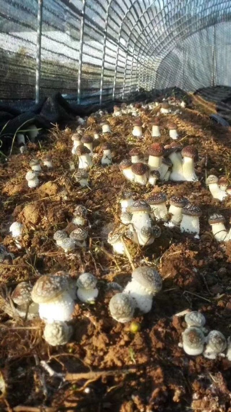 大球盖菇酒红菇菌种，研究所专业研发，免费提供技术指导，