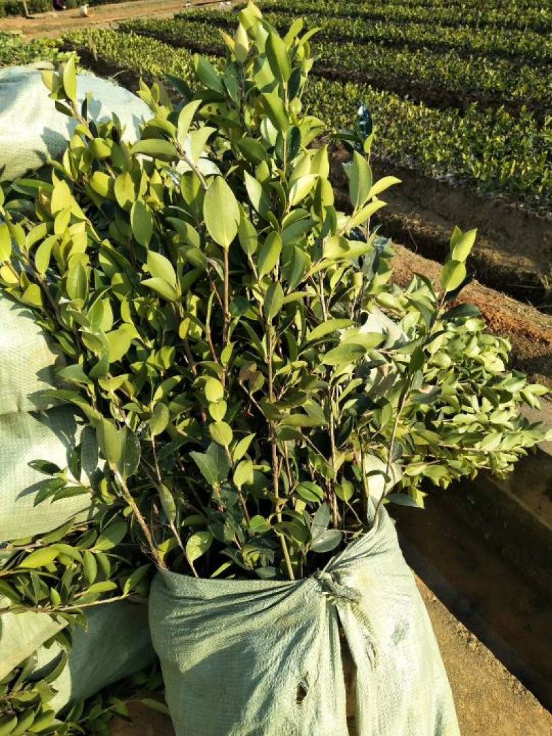 湘林油茶苗30~50cm，分枝多，根系发达，果大籽实，
