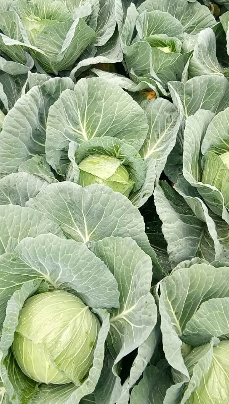 四川平包菜大量上市品种春福来脆妃奥奇啦