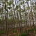 栾树4~6cm10~12cm3~3.5米