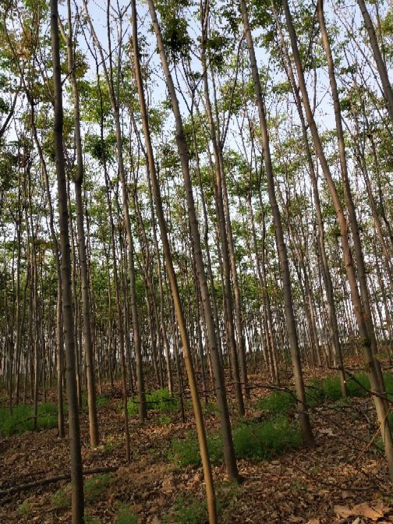 栾树4~6cm10~12cm3~3.5米