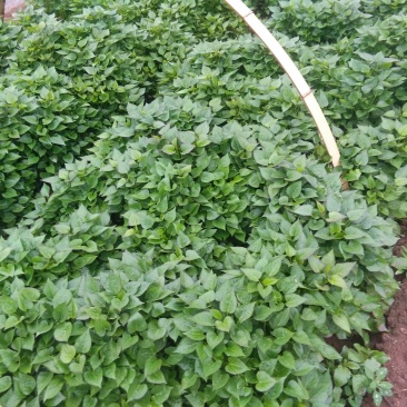 秦薯5号红薯苗15~25cm