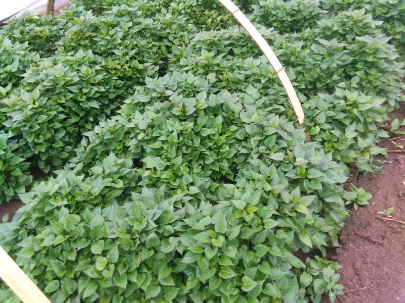 秦薯5号红薯苗15~25cm