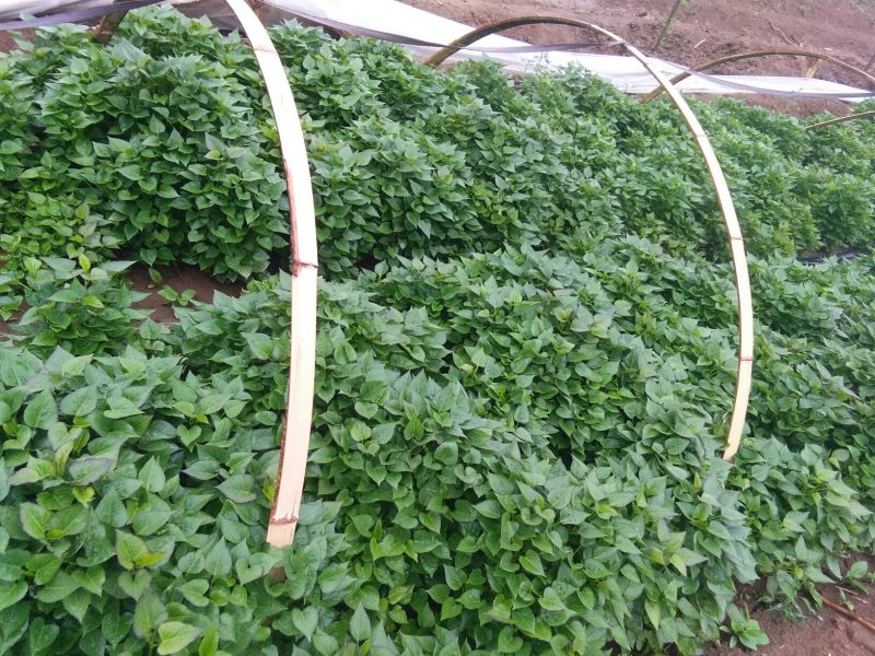 秦薯5号红薯苗15~25cm