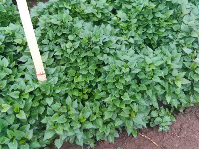 秦薯5号红薯苗15~25cm