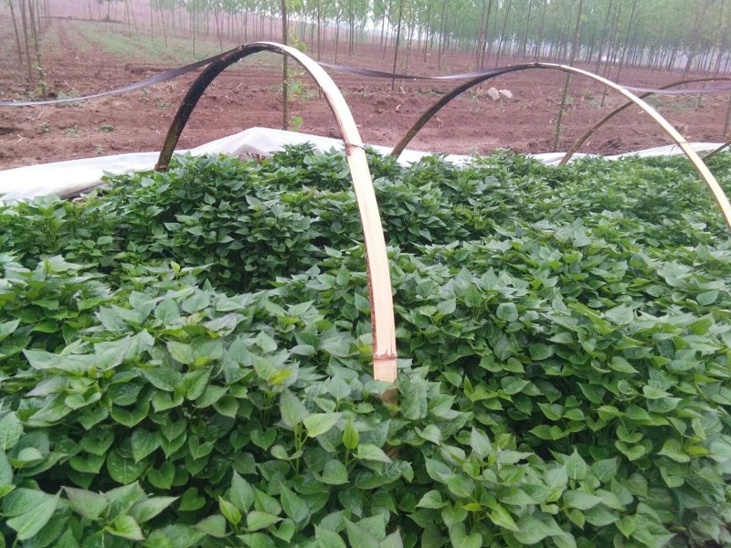 秦薯5号红薯苗15~25cm