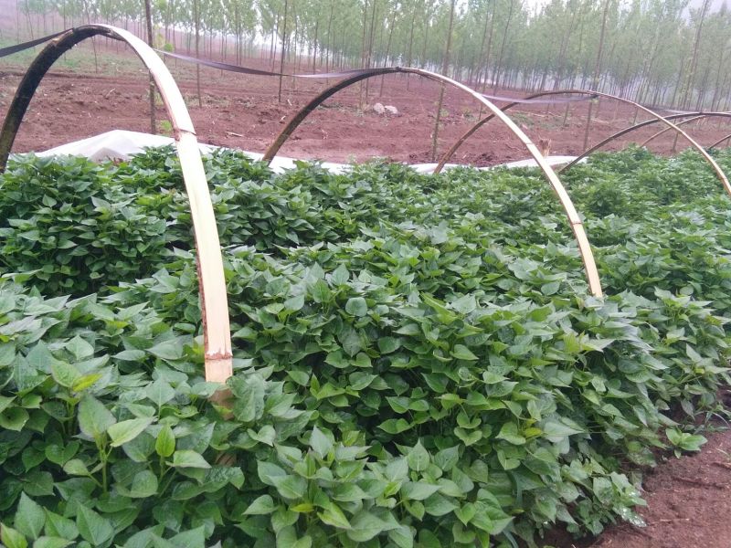 秦薯5号红薯苗15~25cm