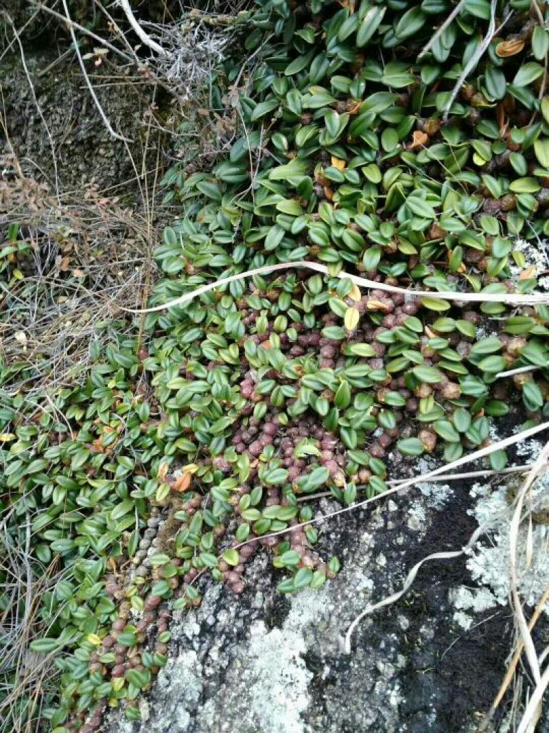 纯正野生石橄榄，红豆豆鲜货