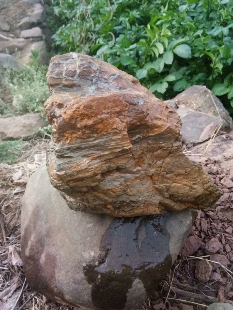 毛石木化石