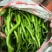 二荆条精选优质辣椒二荆条15~20厘米潼南基地直供