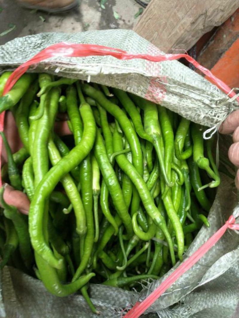 二荆条精选优质辣椒二荆条15~20厘米潼南基地直供