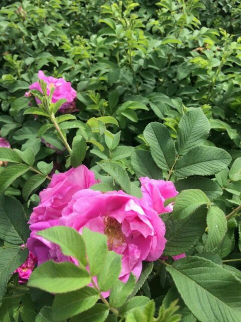 四季玫瑰30~50cm，无病虫害，价格低，质量有保证