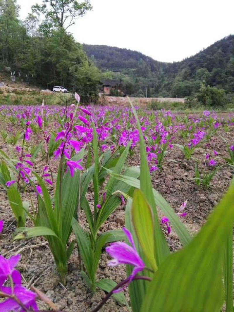 三叉白芨种子