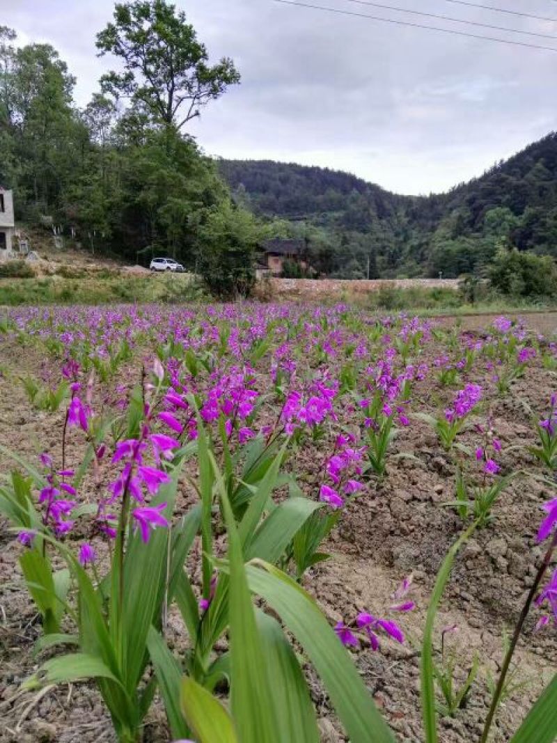 三叉白芨种子