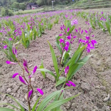 三叉白芨种子