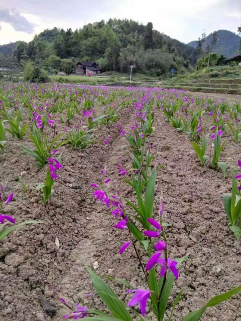 三叉白芨种子