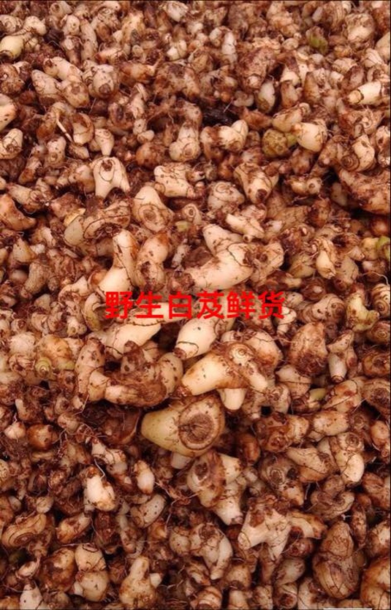 野生三叉白芨鲜货新货产地直供货源充足品质保证