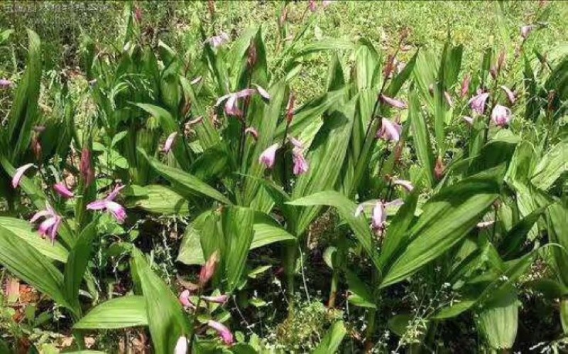 野生三叉白芨鲜货新货产地直供货源充足品质保证