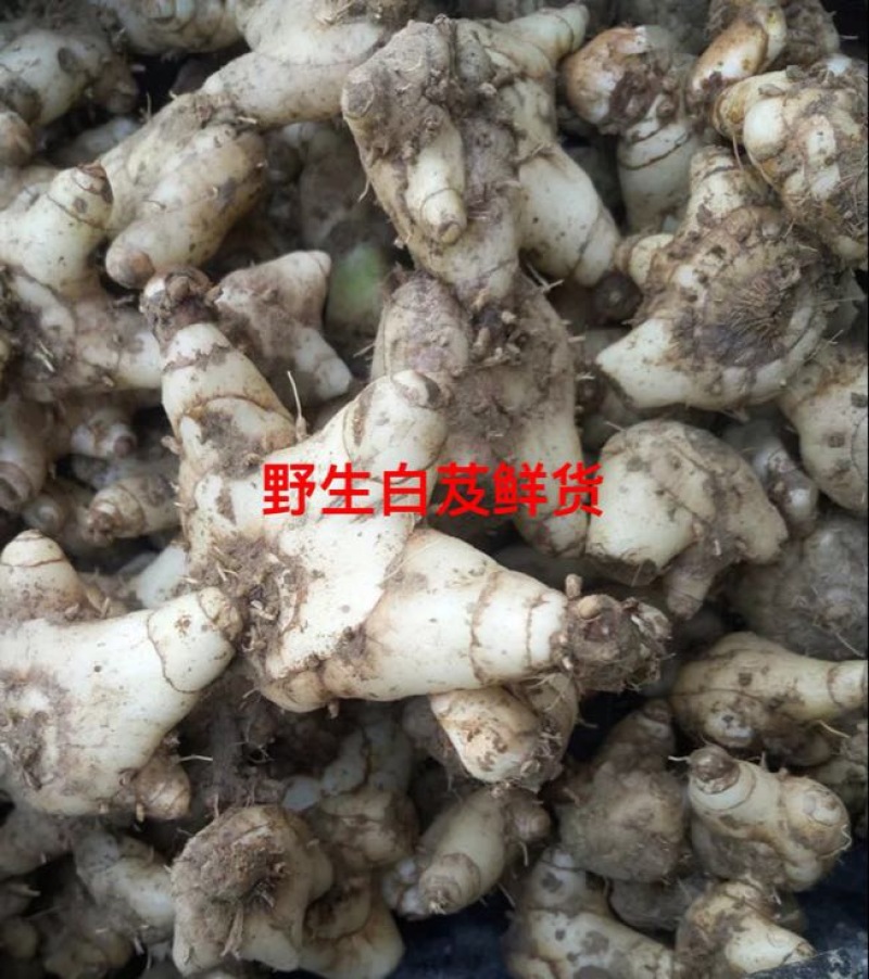 野生三叉白芨鲜货新货产地直供货源充足品质保证