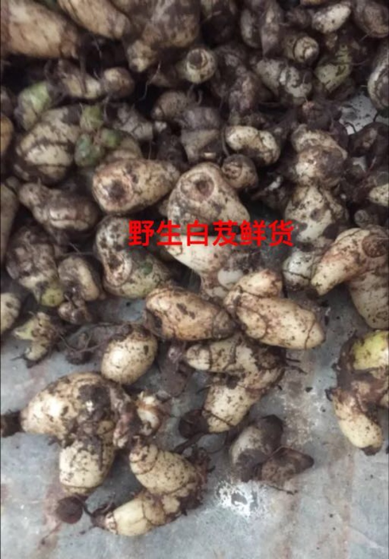 野生三叉白芨鲜货新货产地直供货源充足品质保证