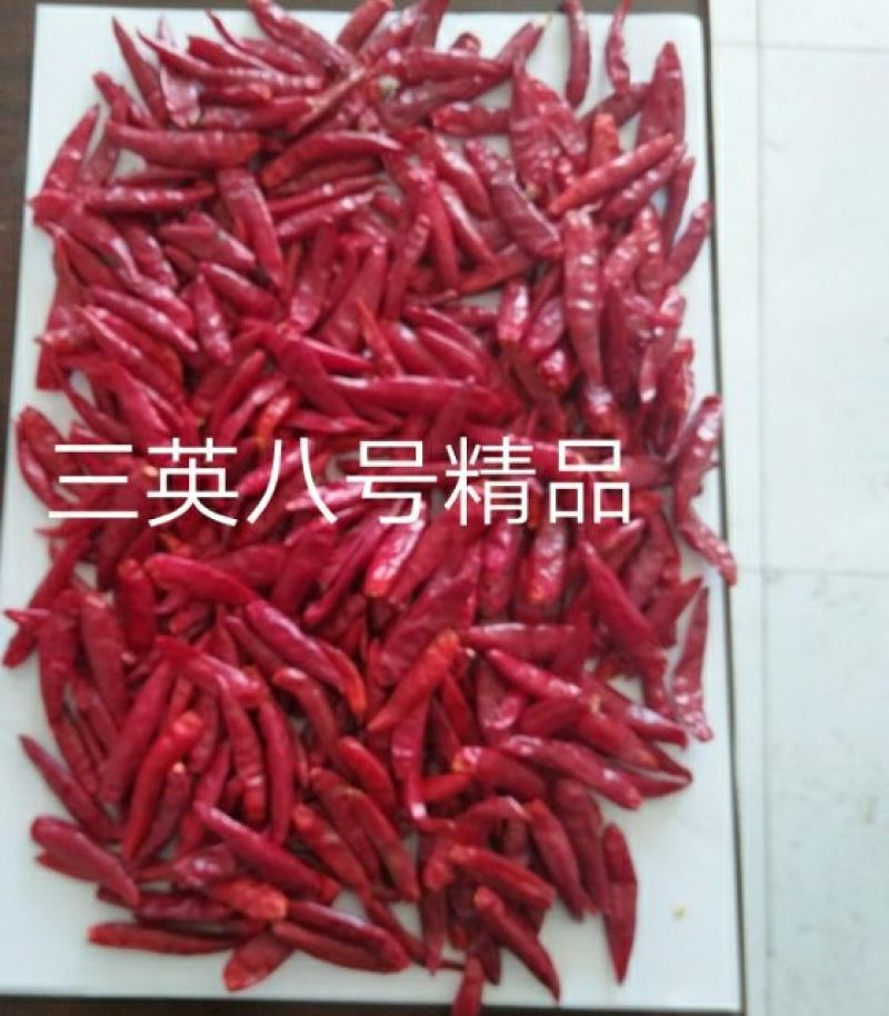 三樱椒八号精品9成干以上
