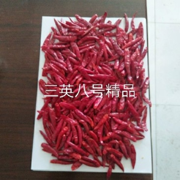 三樱椒八号精品9成干以上