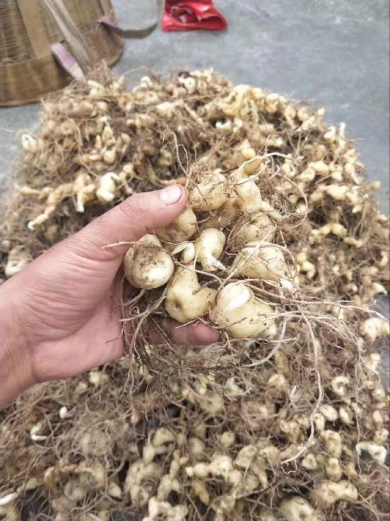 黄精甜统个