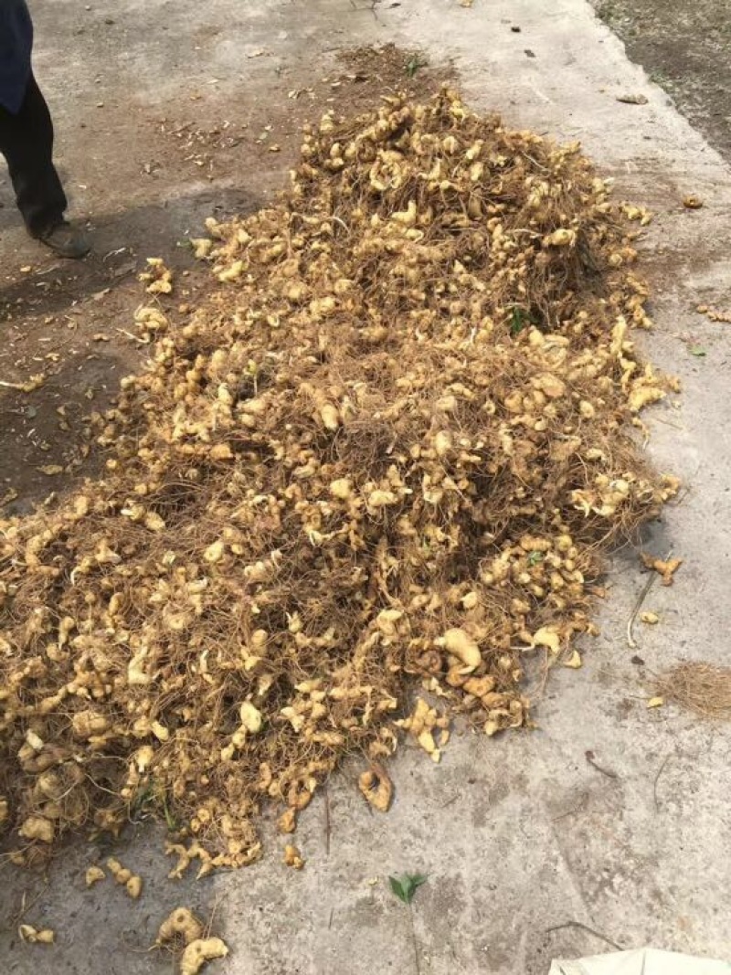 黄精甜统个