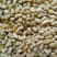 小麦12.5%以下