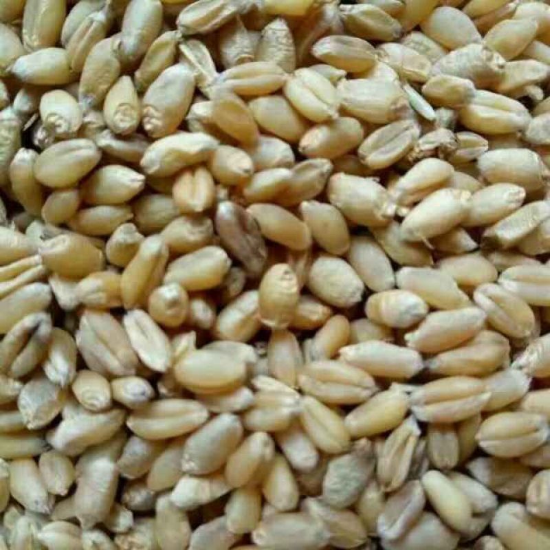 小麦12.5%以下