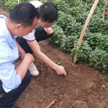 玛莎莉红薯苗普薯32基地直供，各种薯苗应有尽有