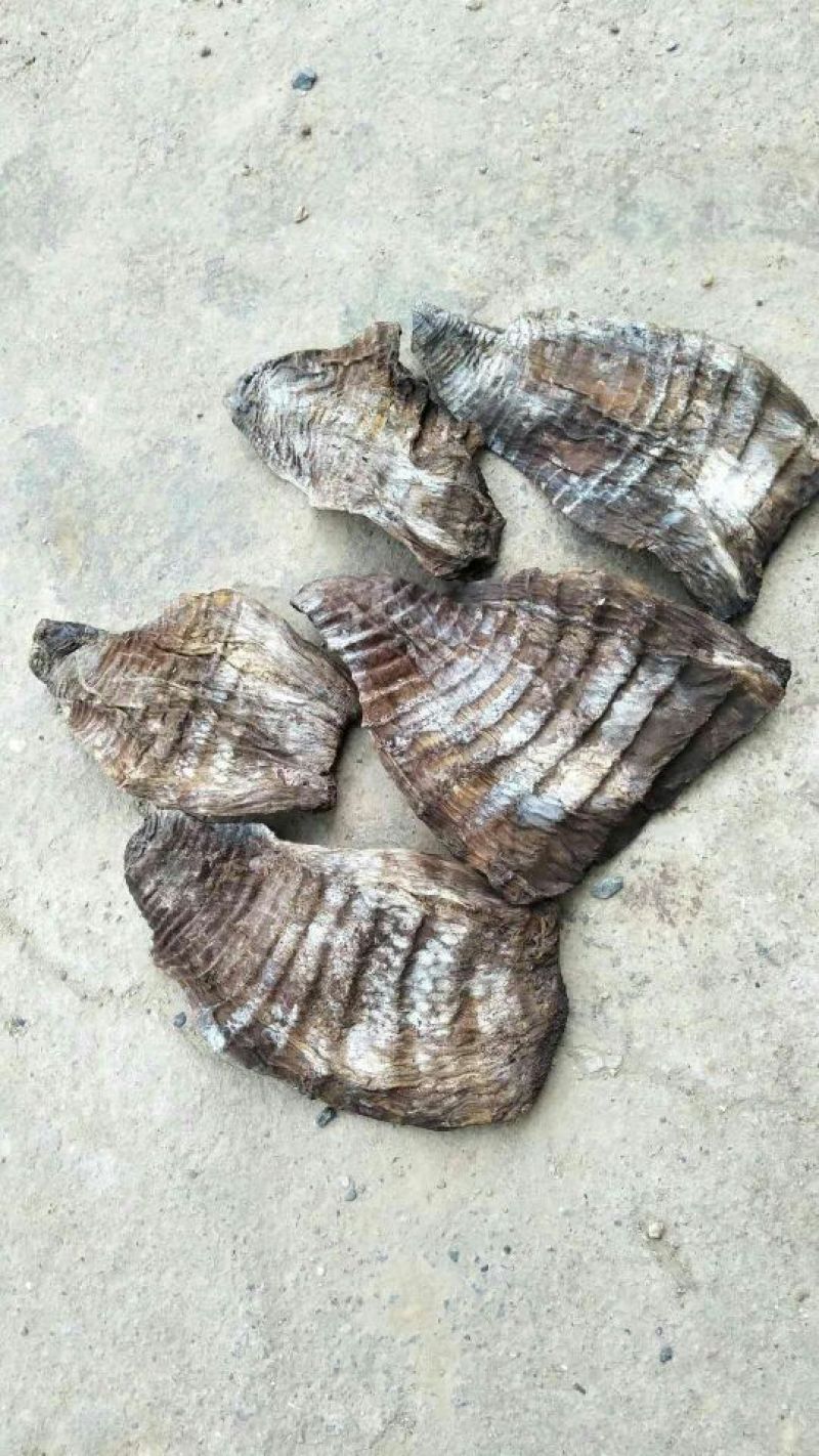 水煮笋干淡笋干