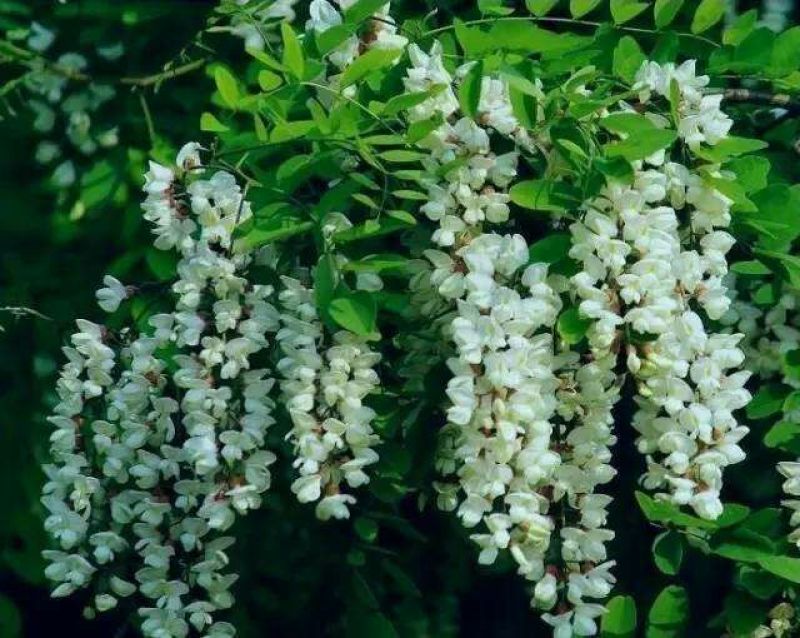 树花菜