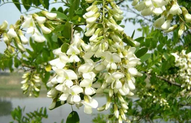 树花菜