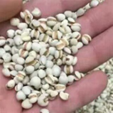 白薏米包装
