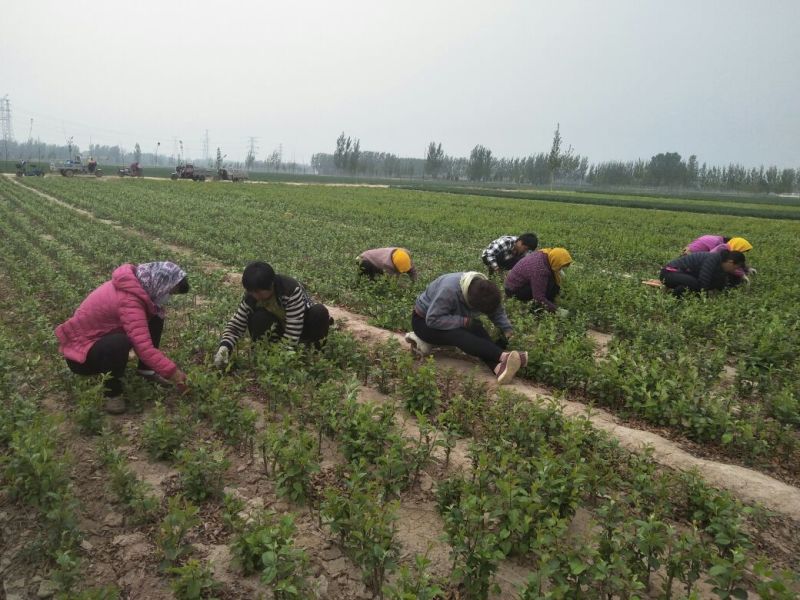 苹果苗，红富士苹果苗，短枝红富士