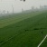 早熟禾4~8cm
