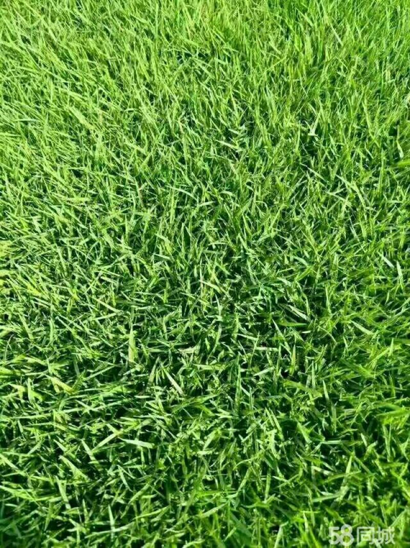 早熟禾4~8cm
