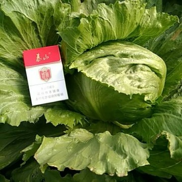 球生菜1斤以上